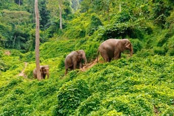 Chiang Mai