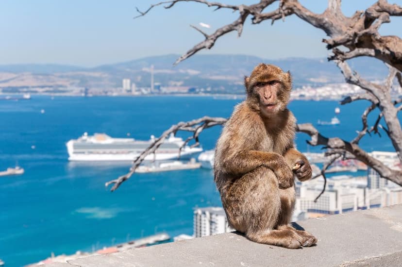 Opice na Gibraltaru