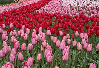 Keukenhof