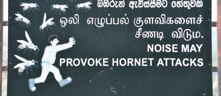 Hornets