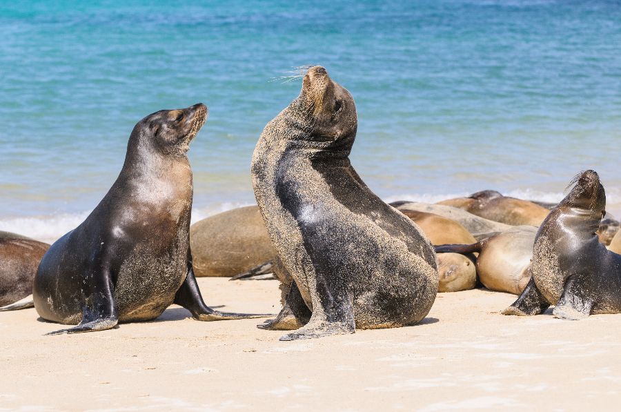 The-Galapagos-islands-(1).jpeg